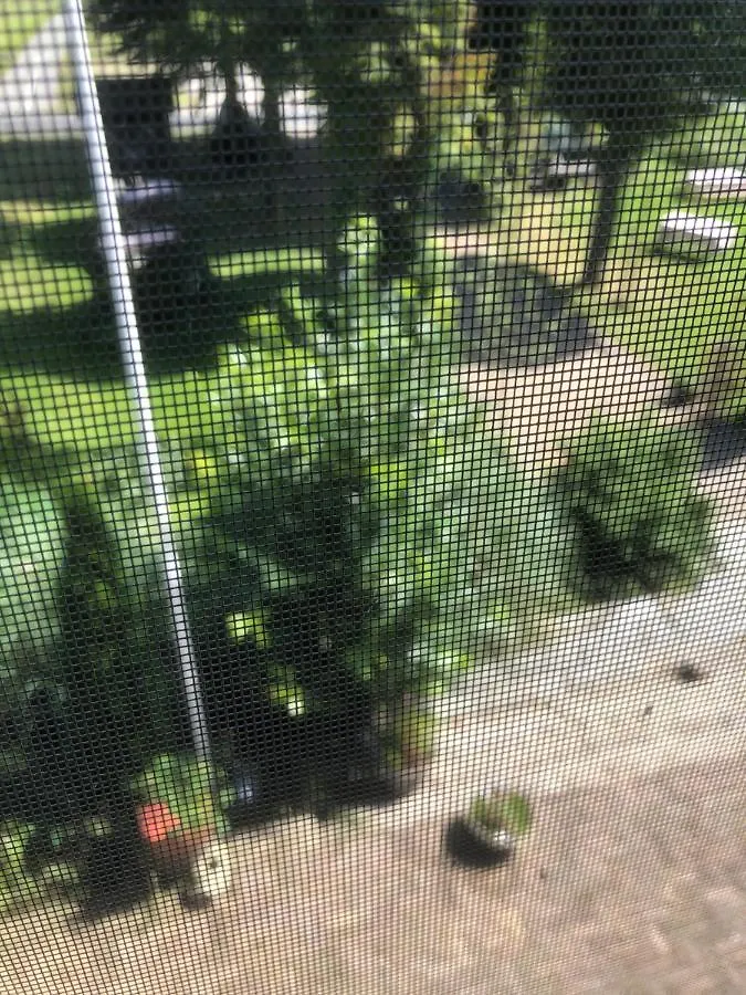 Hoeve Cornelia Berkel en Rodenrijs 0*,